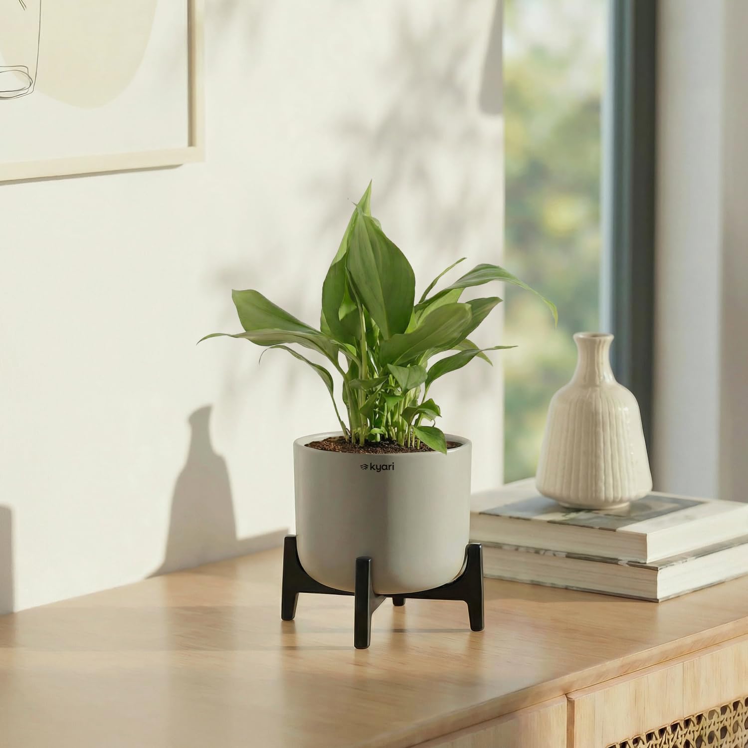 Jade Plant with Aira Pot-image-12