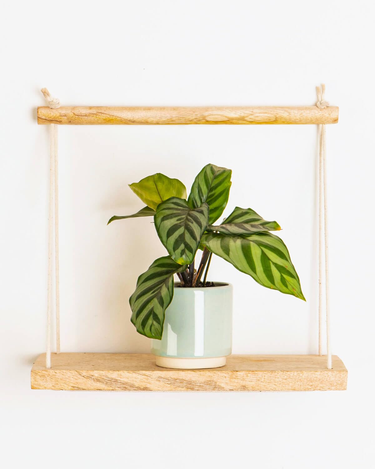 Prickle Plants Lil' Freddie Prayer Plant - Decorative Indoor Plant with Patterned Foliage, Compact Easy Care Variety Ideal for Desk or Shelf Display (10-20cm incl. 6cm Pot)