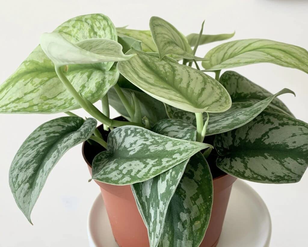 ROYAL LAND Rare Indoor Plant Exotica Satin Pothos/Money plant Scindapsus pictus or silver vine 1 Live Plant On self watering Pot (B0C6YF33MC) Amazon Price History, Amazon Price Tracker