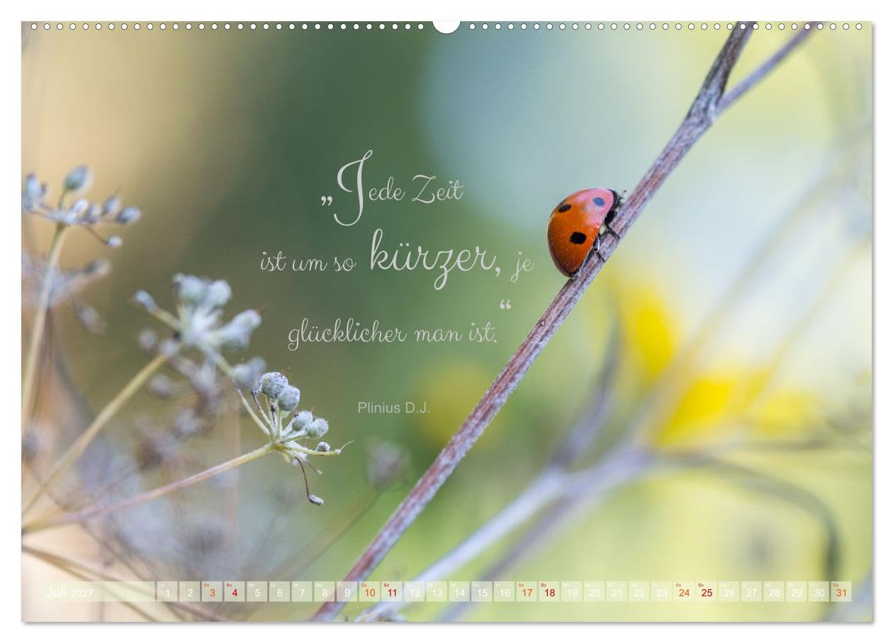 CALVENDO - Marienkäfer & Zitate - Sieben Punkte zum Glück (hochwertiger Premium Wandkalender 2027 DIN A2 quer), Kunstdruck in Hochglanz: Glückskäfer-Kalender: Zitate und Fotos