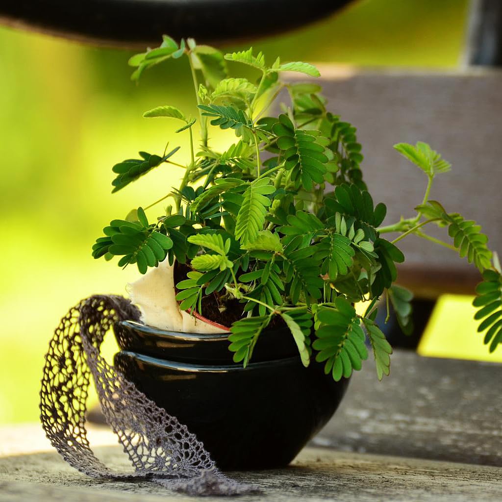 Sensitive Tree Mimosa Pudica Tropical Houseplant Seeds - 15 Rare Seeds