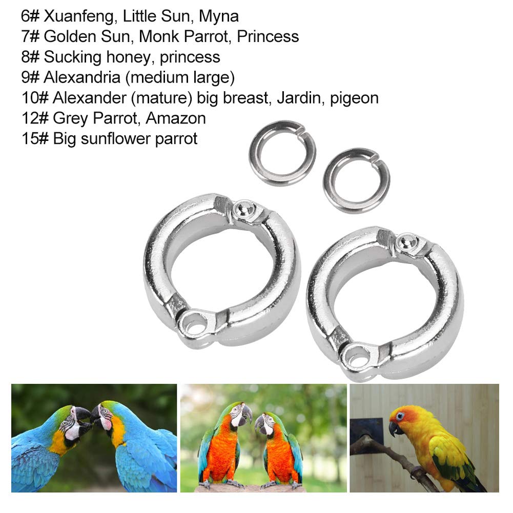 Tobillera Para Loros - Cadena De Acero Inoxidable Con Hebilla Giratoria, Varios Tamaños