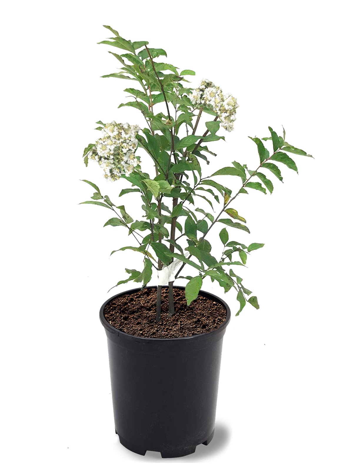 American Plant Exchange 1 Gal Natchez