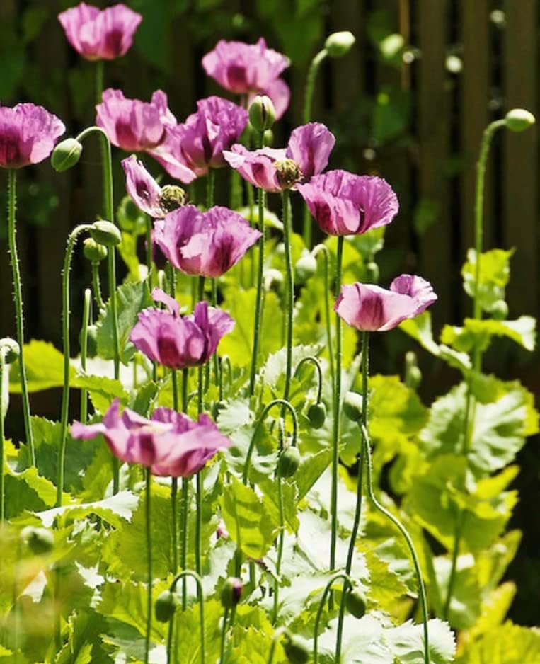Más de 1000 colores mixtos Semillas de amapola azul afgano Papaver Somniferum Color: rosa, morado, blanco y más (el "azul" se refiere al color de la