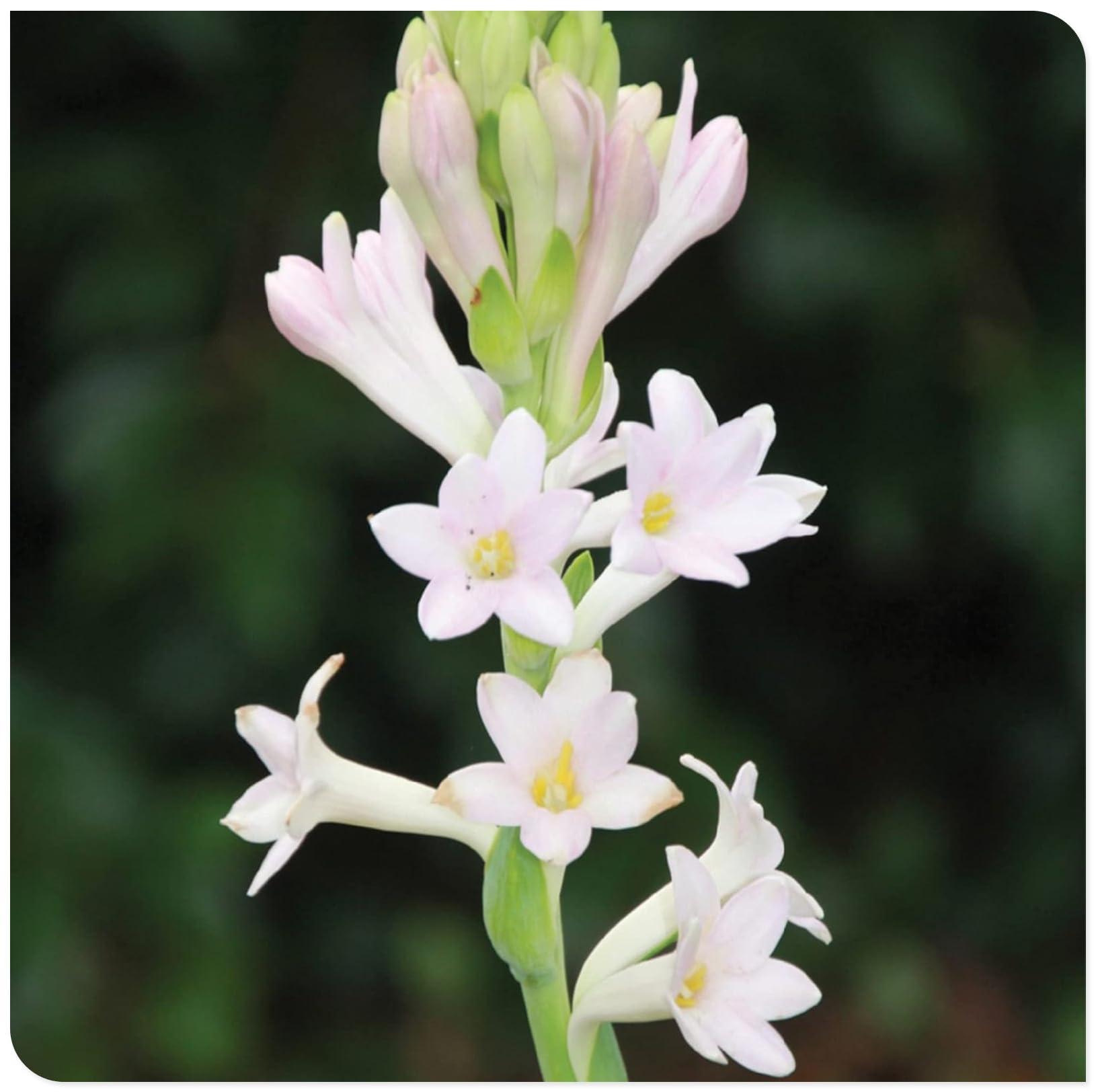Tuberose Bulbs for Planting Now UK Ornamental Perennial Easy Plant Excellent Display Plant Bulbs Greening Flower/Good for Containers/Natural Organic -10Bulbs-J