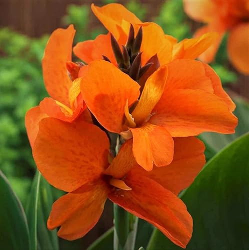Canna Lily, South Pacific Orange Starter Plant