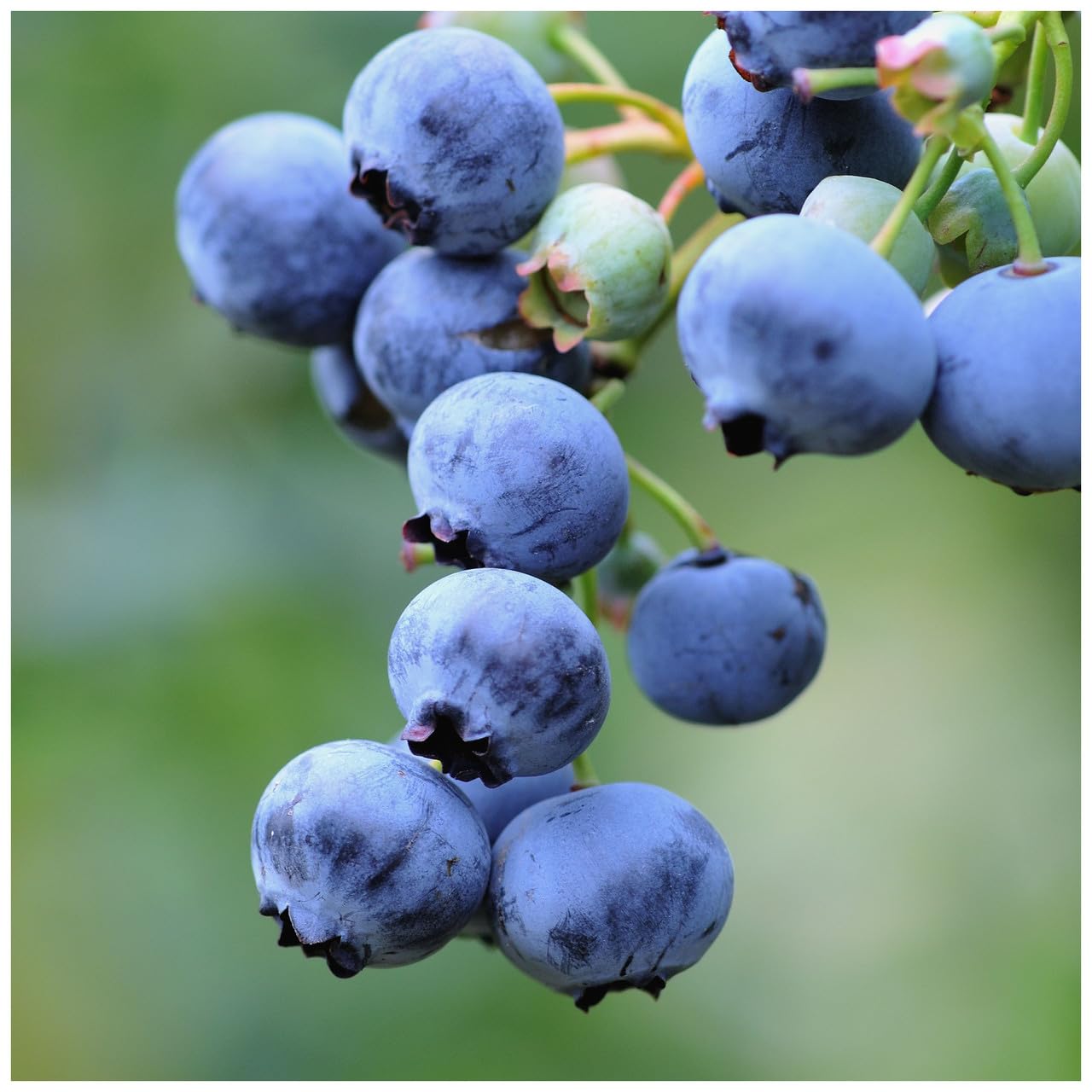 3 'Bluejay' Blueberry Plants/Vaccinium cor. 'Bluejay' 25cm in 9cm Pots 3fatpigs®