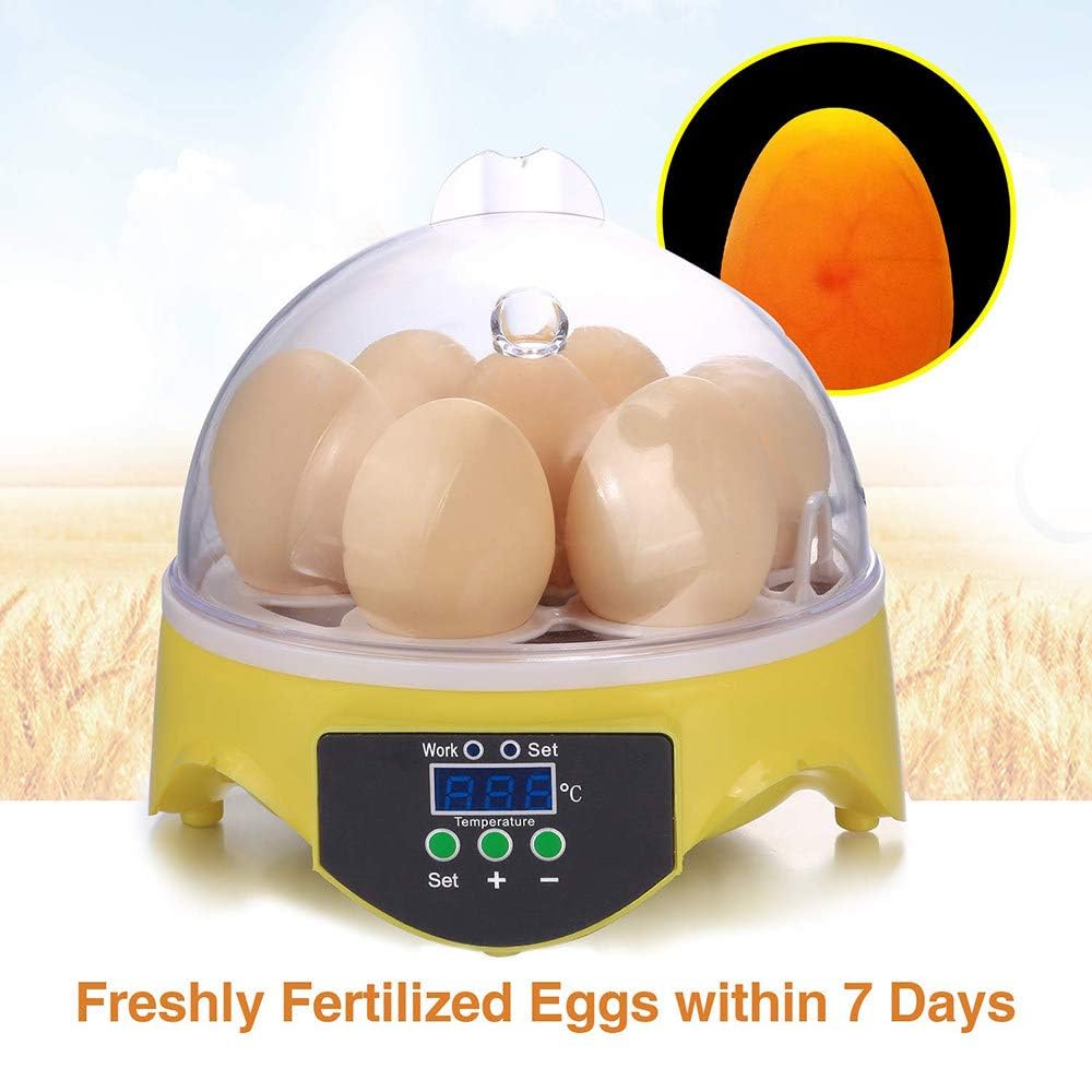 Incubatrice per 7 Uova, incubatrici per Uova da cova, Mini incubatrice Automatica per polli, Anatre e oche, incubatrice per Uova con girauova Automatico dal Design visibile.