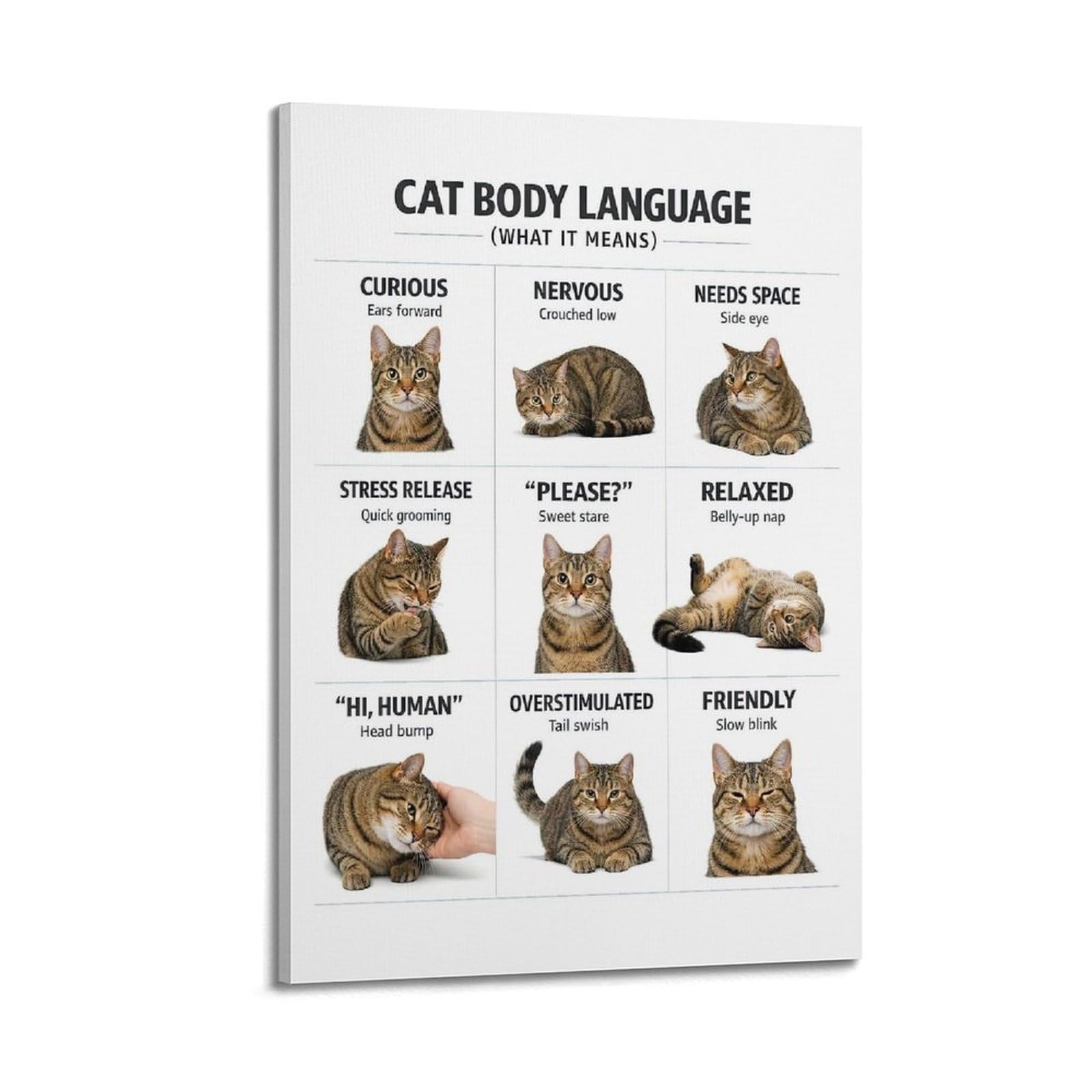 ESTE Cat Body Language Artwork Poster Decorative Painting Canvas Modern Art Picture 24x36inch(60x90cm)