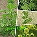 Produktbild New Home Gartenpflanze 100 Samen Artemisia annua Samen - Einjährige Beifuß Kostenloser Versand