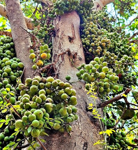 Image of All-Time12 Months Hybrid Grafted Guti Kolom Live Fruit Plant Original & Authentic Organic Tree for Outdoor Fast-Growing Fruit Plant Home Pack Of-1 (Fig Anjeer Air Layered Grafted Plant, Medium)