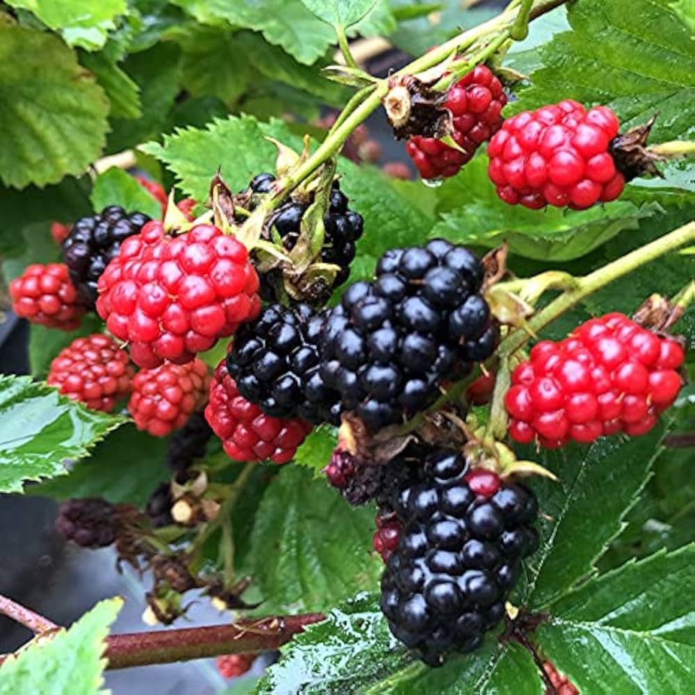 ■実付き ブラックベリー苗 トゲ無しボイセンベリー大苗 無農薬栽培♪ ボイソンベリー（大実ブラックベリー）：果樹苗 大実トゲなし