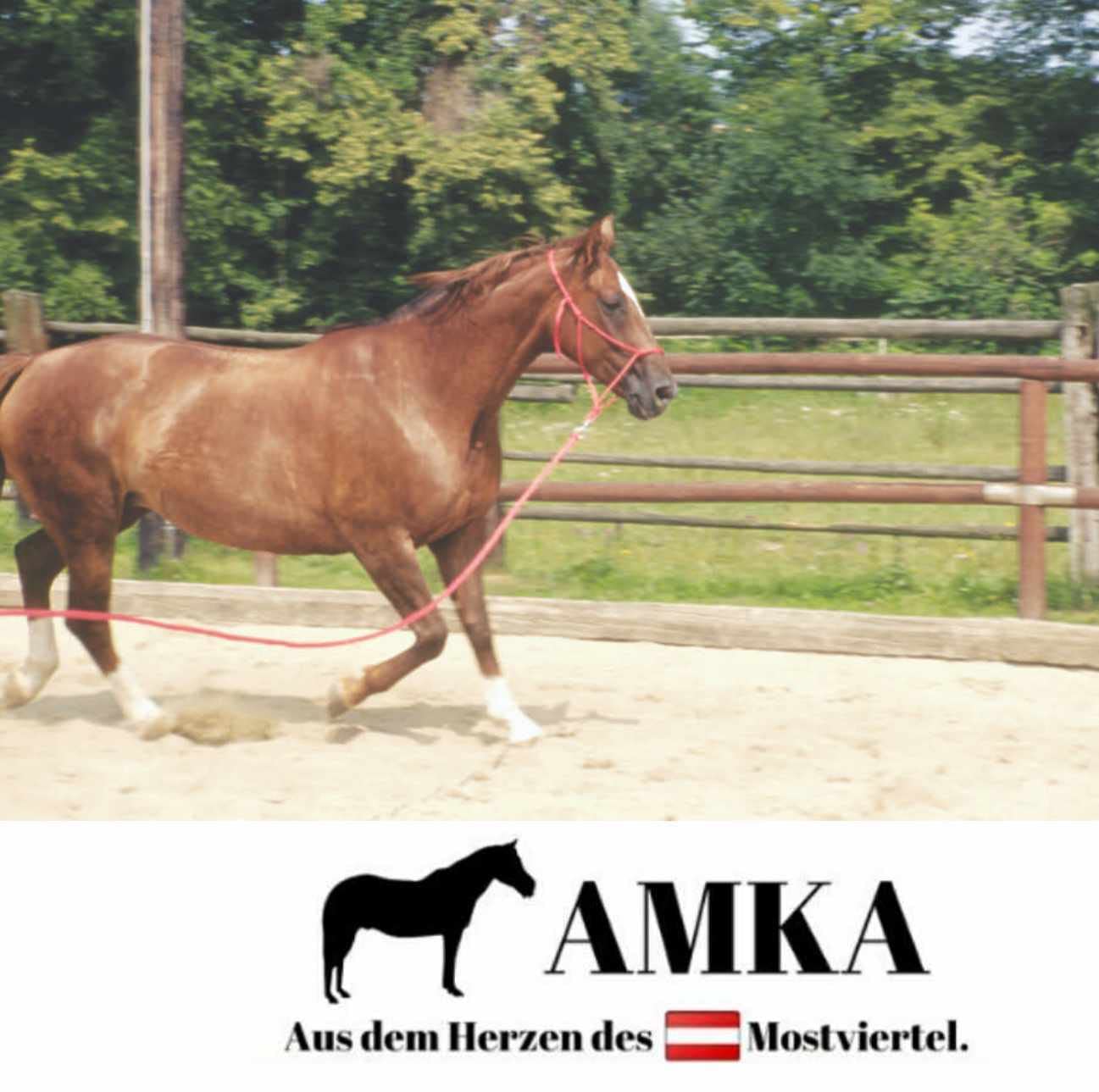 AMKA Bodenarbeitsseil Bodenleine Führseil 3,2 m mit Bull Snap