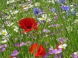 annual pass  Just Seed Cornfield Annual Flower Special Mix Saatgut, Wildblumen-Mischung, 4g