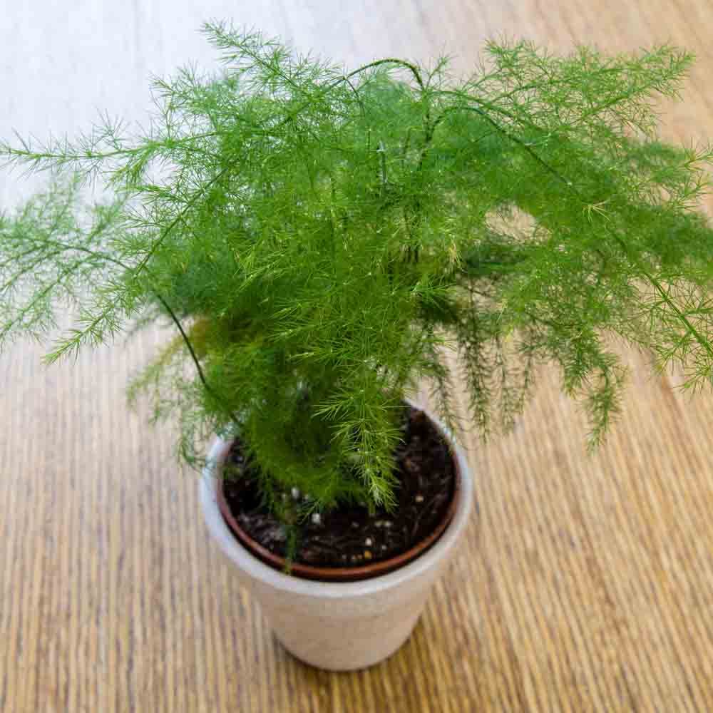 See full amazon price history chart for Gravendo Rare Shatavari Live Plant, Shatavar-(Asparagus Racemosus) Herbal Live Plant, Medicinal Plants (1 Healthy Plant Gravendo Rare Shatavari Live Plant, Shatavar-(Asparagus Racemosus) Herbal Live Plant, Medicinal Plants (1 Healthy Plant (B0C3TWSHNJ) Amazon Price History, Amazon Price Tracker