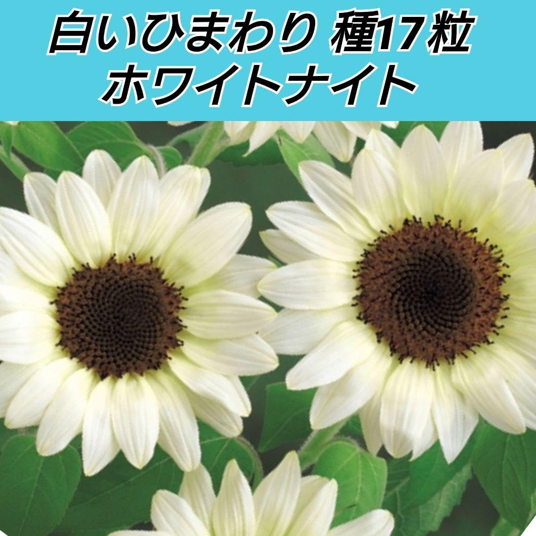Amazon.co.jp: 白いひまわり ホワイトナイト 種17粒② : DIY