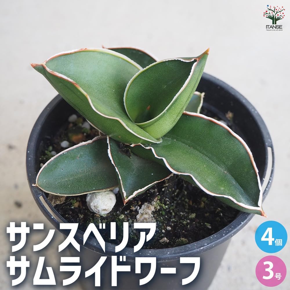 ＩＴＡＮＳＥ サンスベリア サムライドワーフ 3号 4個セット【品種で選べる観葉植物】リュウゼツラン科サンセベリア属/別名：エーレン