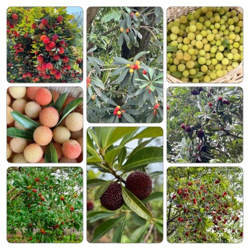 Myrica Rubra - Parterres elevados jardín resistentes madroño de jardín semillas interior interior exóticas 180pcs