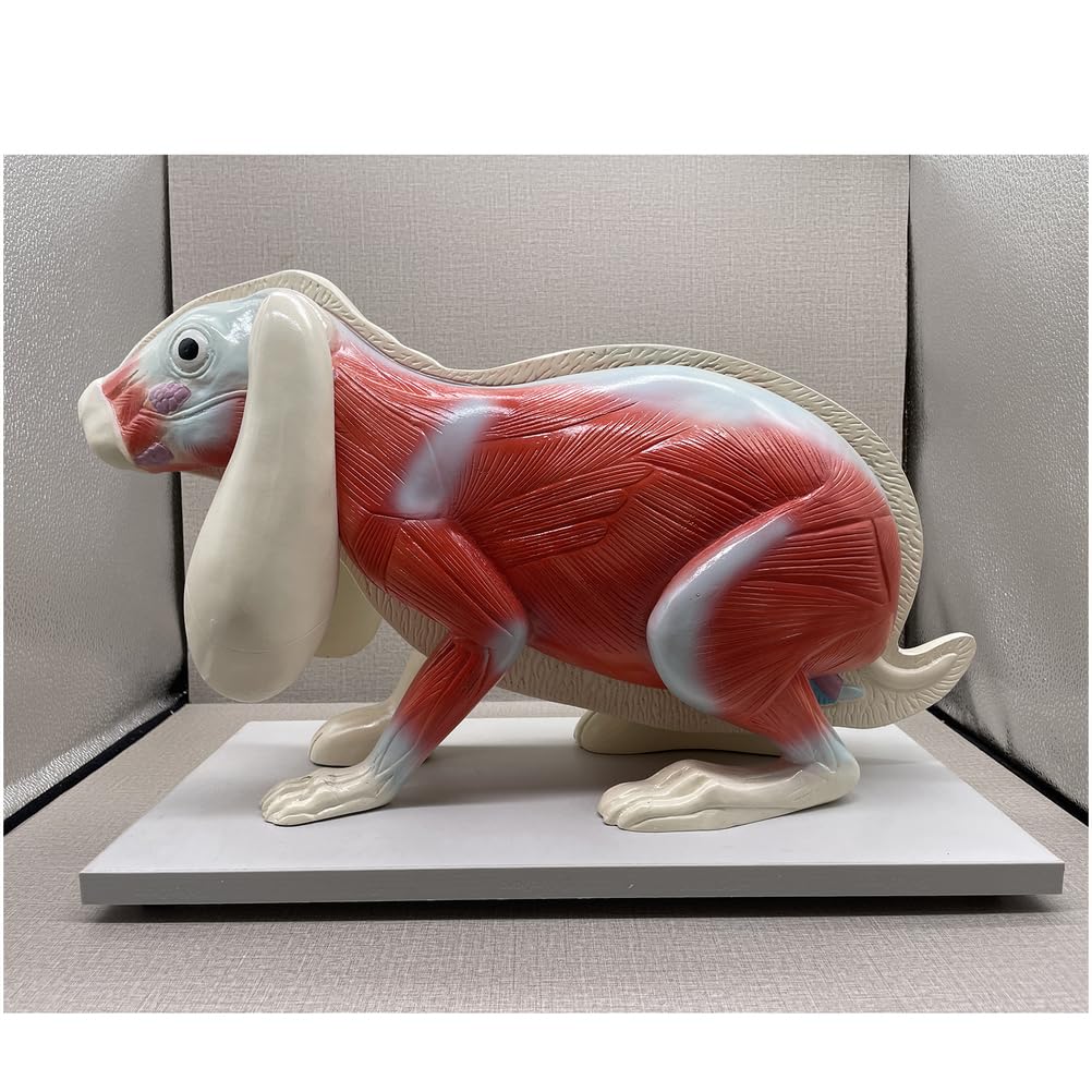 Kaninchen-Anatomie-Modell Torso-Körper-Anatomie-Modell für Medizinstudenten 20-Zoll-abnehmbares Tier-Torso-Anatomiemodell