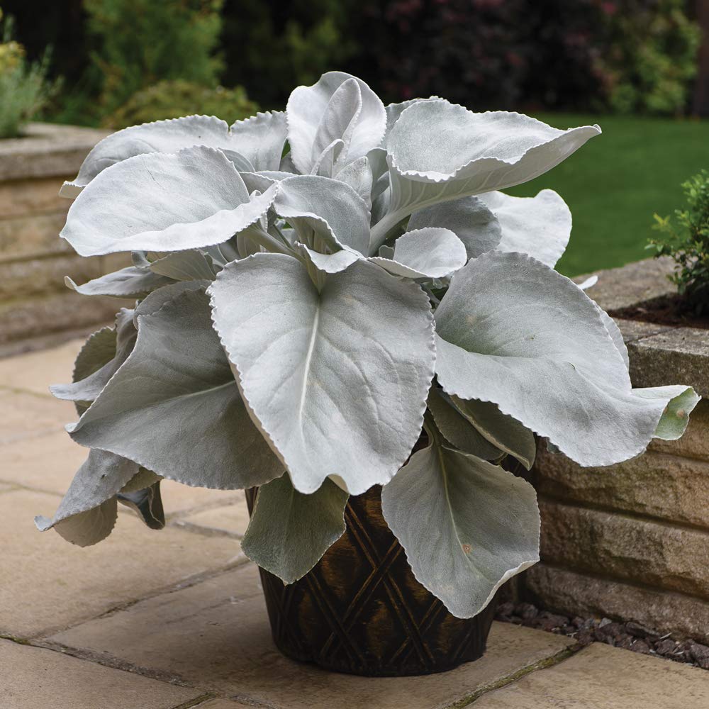Drought Tolerant Garden Plant Senecio, Fast Growing Annual with Silver Leaves Ideal for Alpine & Coastal Gardens, Easy to Grow 3 x Senecio Angel Wings in 9cm Pots by Thompson & Morgan