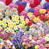 Pack 50 Multicolor Flower Bulbs for Fall Planting, Top-Size Bulbs, Mix Flower Bulbs for Planting, Bloom All Spring and Summer, Variety of Colors