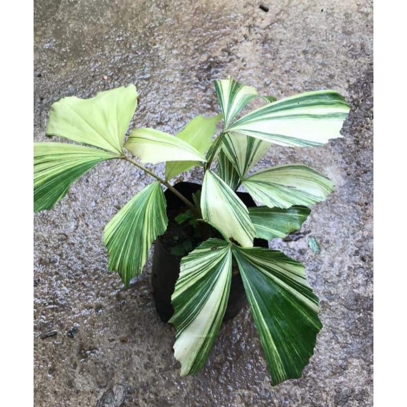 Amazon.com : Variegated Fishtail Palm - Live Plant in an 3 Gallon