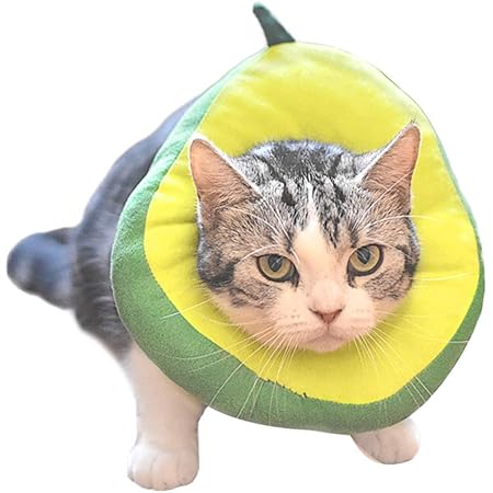 cats wearing cones