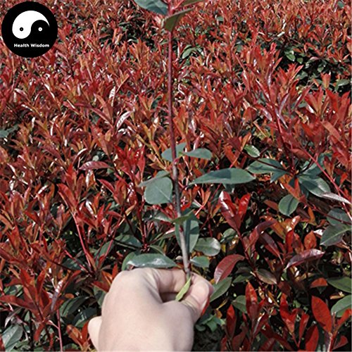 Buy Photinia Serrulata – 50pcs Plant Red Robin Heather Shi Nan : Seeds Only