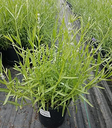 Lavandula ANG. 'Munstead Strain Perennial, 2-Size Container, Lavender Flowers