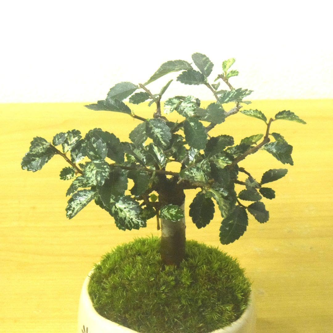 Amazon｜斑入り ケヤキ 欅 観葉植物 陶器鉢 盆栽 豆盆栽 苔玉｜観葉