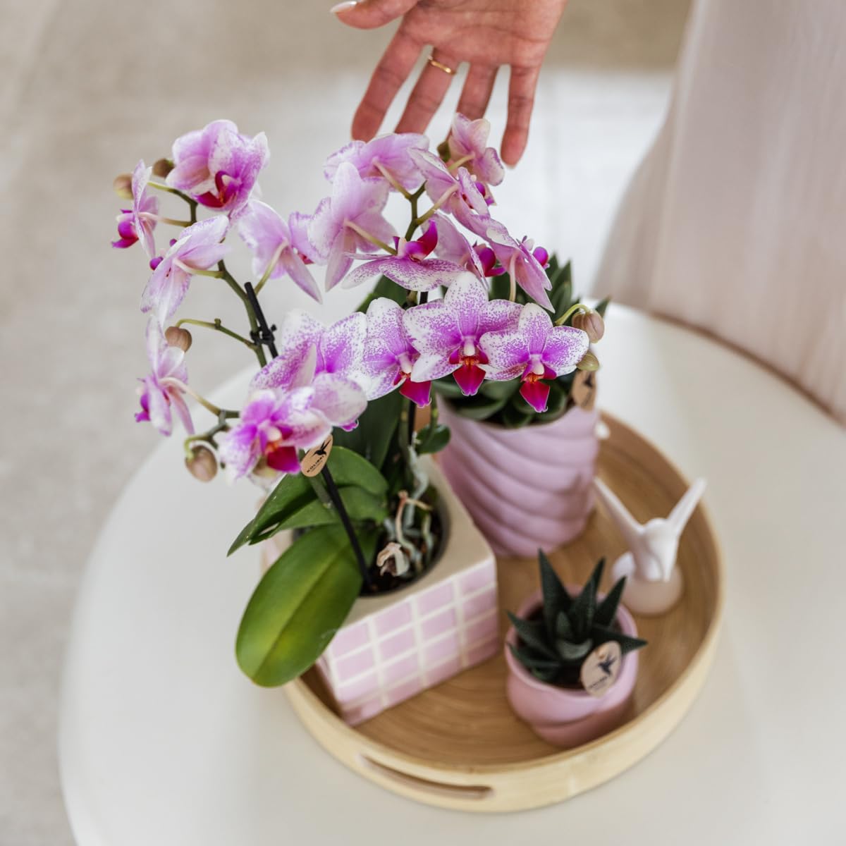 Orchidée rose Phalaenopsis - h35cm, Ø9cm - plante d'intérieur fleurie