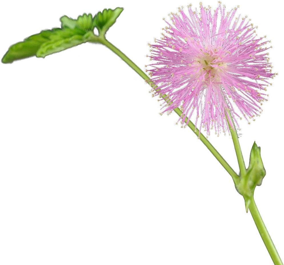 Sensitive Plant (Mimosa pudica) 100 Seeds.