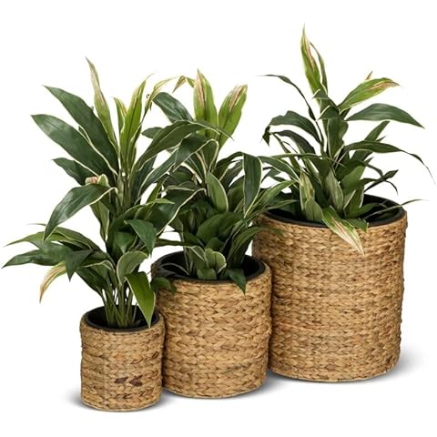 DECORAS 3er Set Pflanzkübel Blumenkübel RENDONDO Wasserhyazinthe Cover