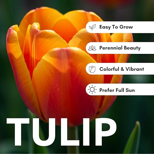 Miniatura 3 de Daydream Tulip Bulbs to Grow - 20 bombillas - Enviados desde Iowa, Estados Unidos - Tulipanes naranjas vibrantes, galardonados