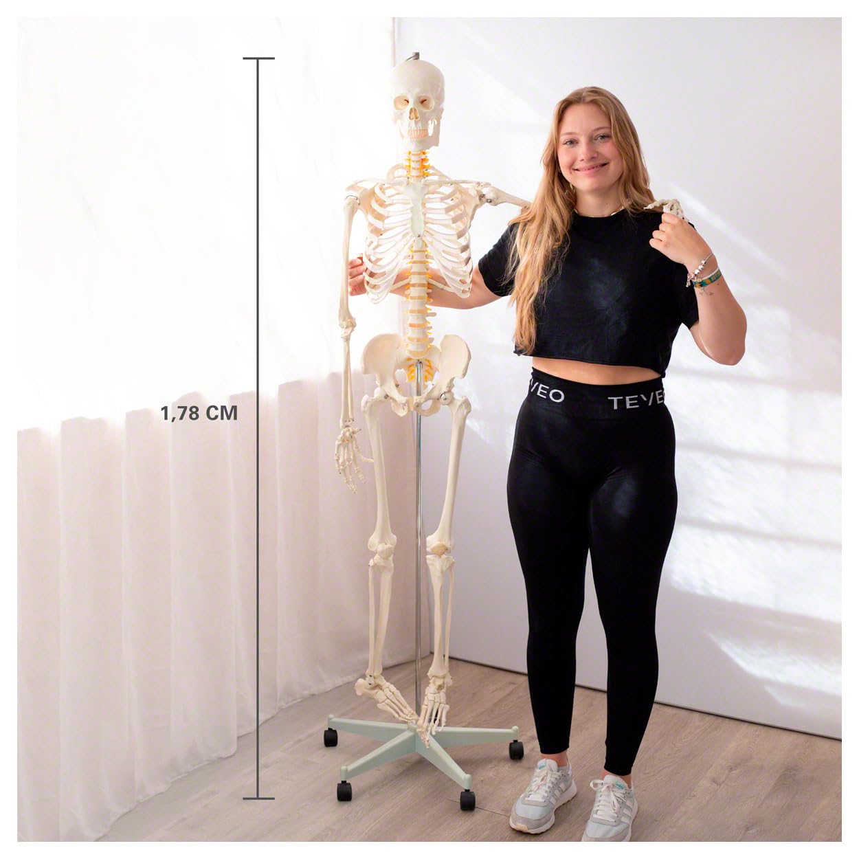 Sport-Tec menschliches Skelett, Skelett lebensgroß, Human Design Anatomie Modell, Skelett Modell der menschliche Körper, medizinische Schulungsmaterialien, Science Kit mit Schädel Modell, Schulskelett