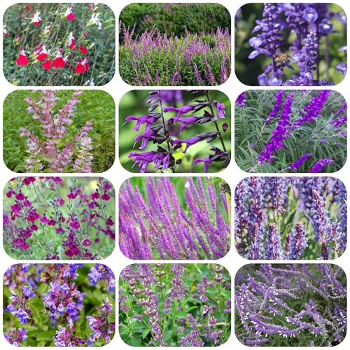 semi di salvia resistenti in vaso estremamente decorazione balcone rare esterno primaverili perenni 800pcs