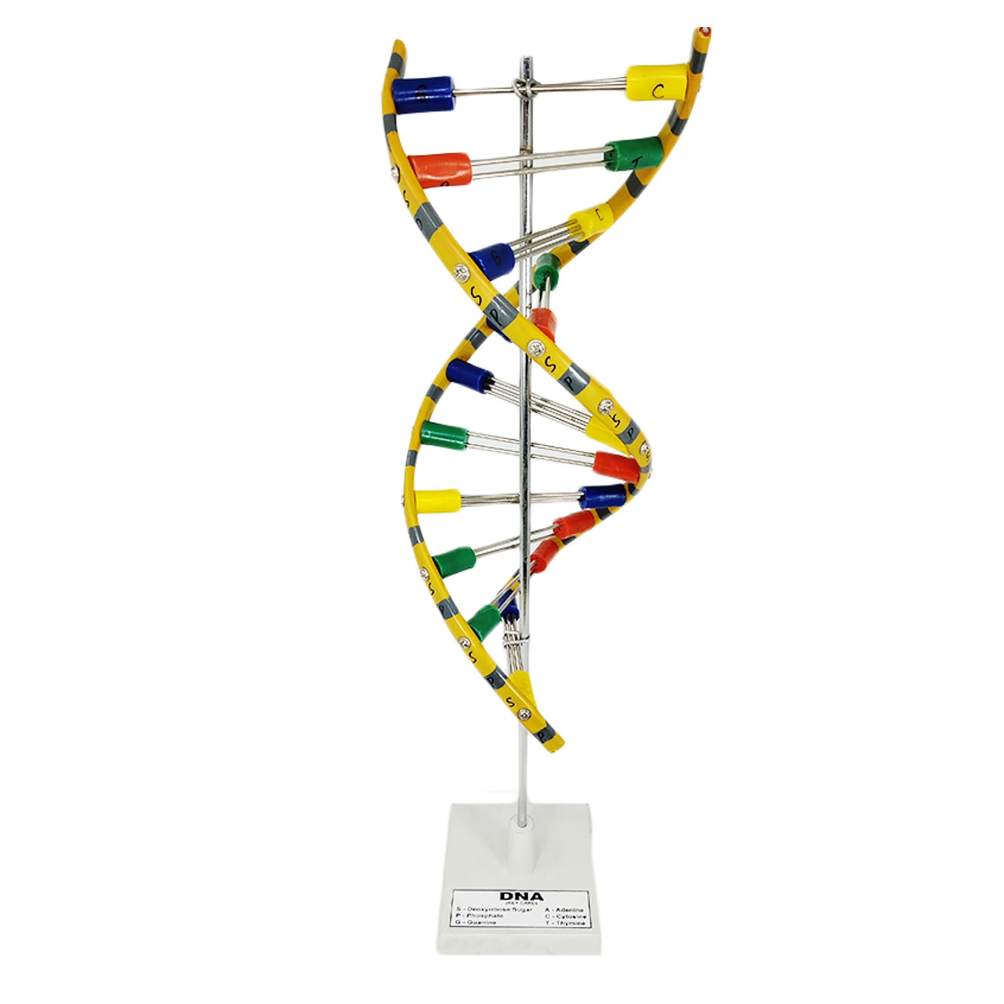 King Mariot Medical Equipments DNA Model Double Helix on Stand | DNA Molecular Model Kit |Multicolor | Plastic | Ideal for School & College Biology Projects