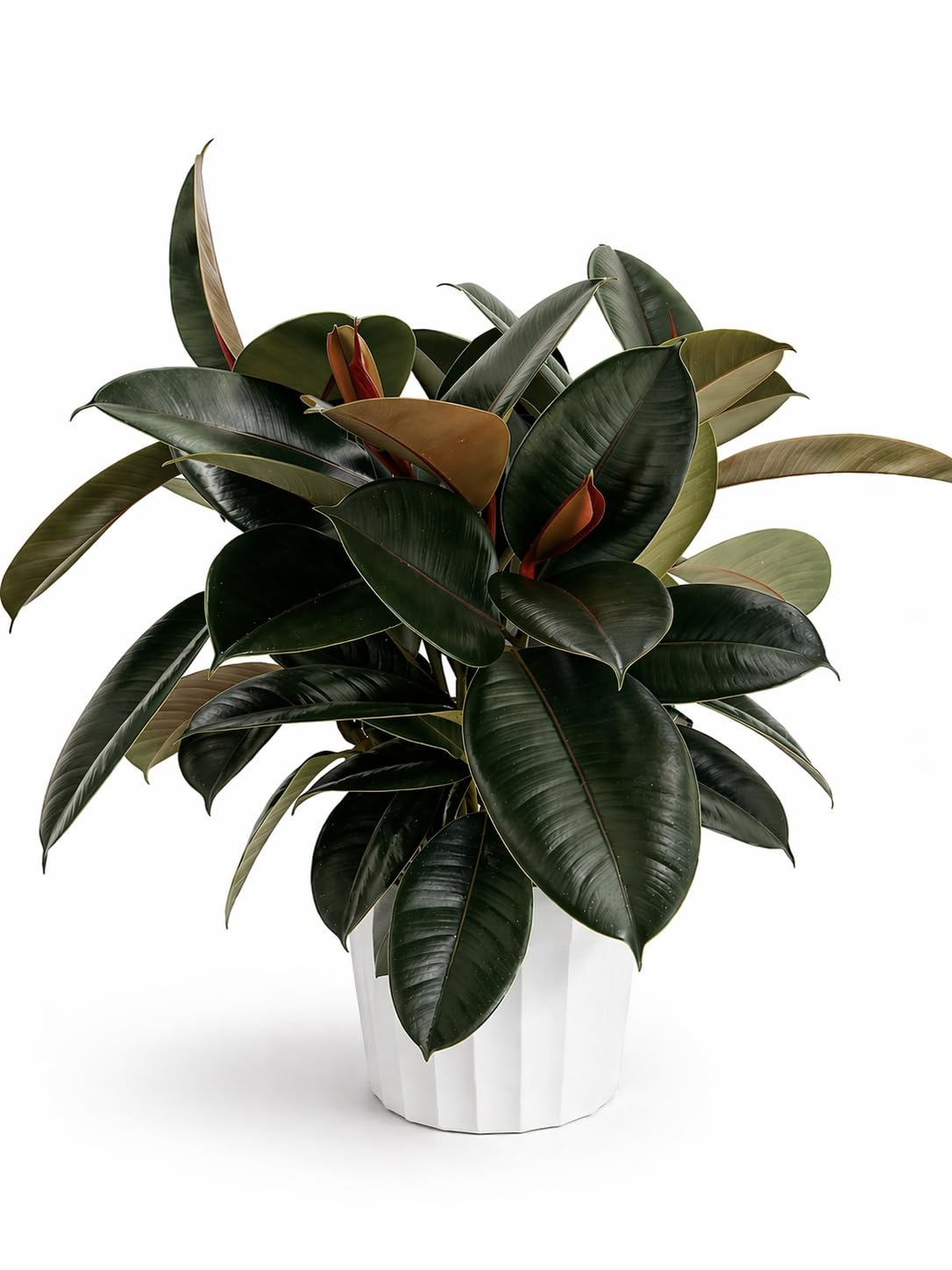 Rubber Tree Live House Plant