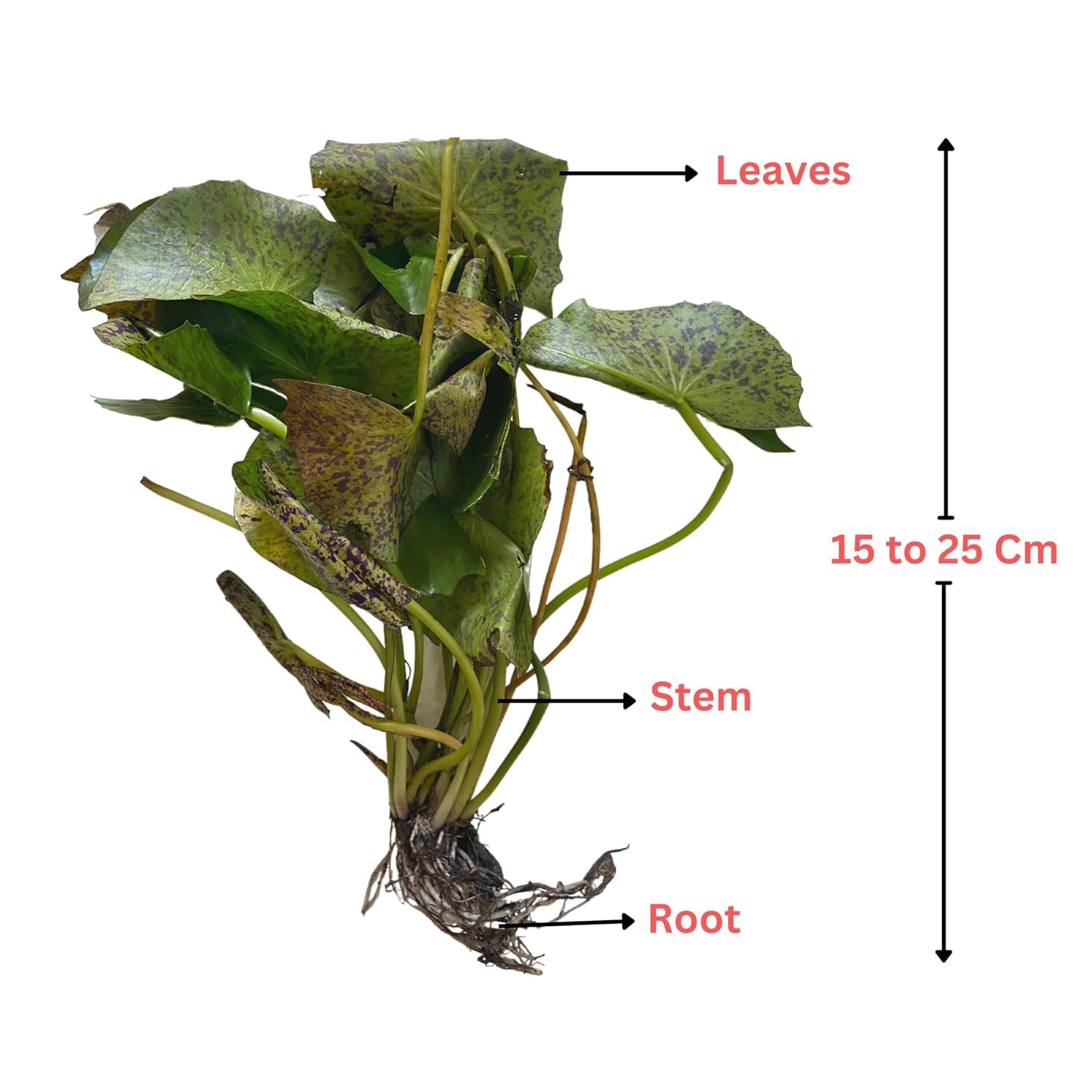 Ruckkuz - Waterlily Live Plant (Peach) | Indoor | Outdoor | Aquatic Plant Live Plant 2