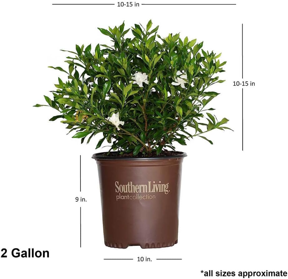 Fool Proof Gardenia (2 Gallon) Blooming Evergreen Shrub with White Fragrant Flowers - Full Sun to Part Shade Live Outdoor Plant/Bush