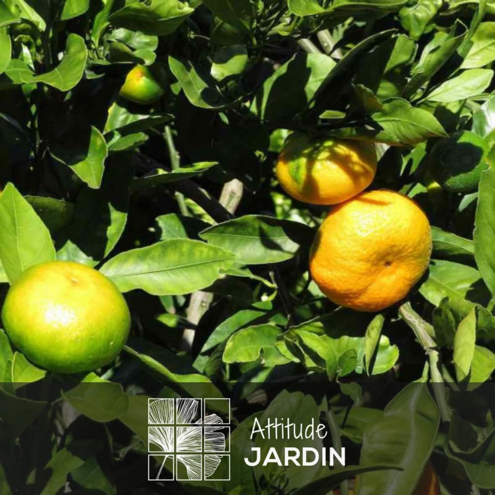 Attitude Jardin - Mandarinier satsuma - citrus unshiu - agrume méditerranéen - arbre fruitier - 120-130 cm - ⌀ 24 cm - résiste au gel