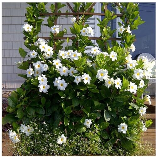100 Semillas de Mandevilla Sanderi | Planta Trepadora Perenne para Balcón y Jardín | Planta de Maceta y Valla Natural | Semillas de Rápida Germinación (Blanco)
