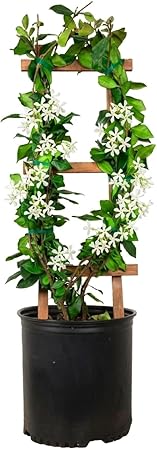 Star Jasmine 'Large Leaf' (2.5 Gallon) Aromatic White Blooming Evergreen