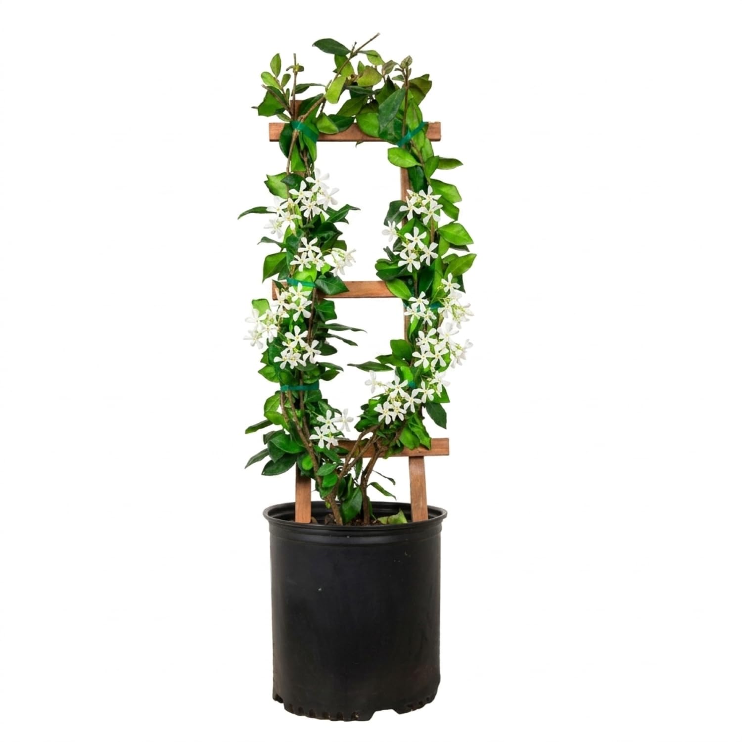 Star Jasmine