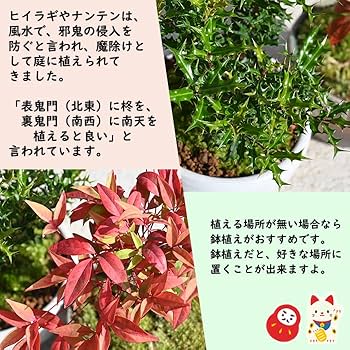 Amazon.co.jp: 縁起の良い樹セット 南天盆栽と 姫柊盆栽 魔除け盆栽