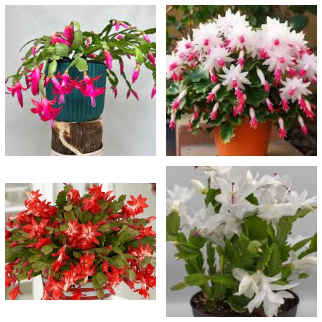 "Live Pink,Red,Rani,White Color Christmas Cactus Plant Combo Pack Set Of 4 | Zygocactus Schlumbergera | Festive Holiday Blooms " (B0D8ZWSQTJ) Amazon Price History, Amazon Price Tracker