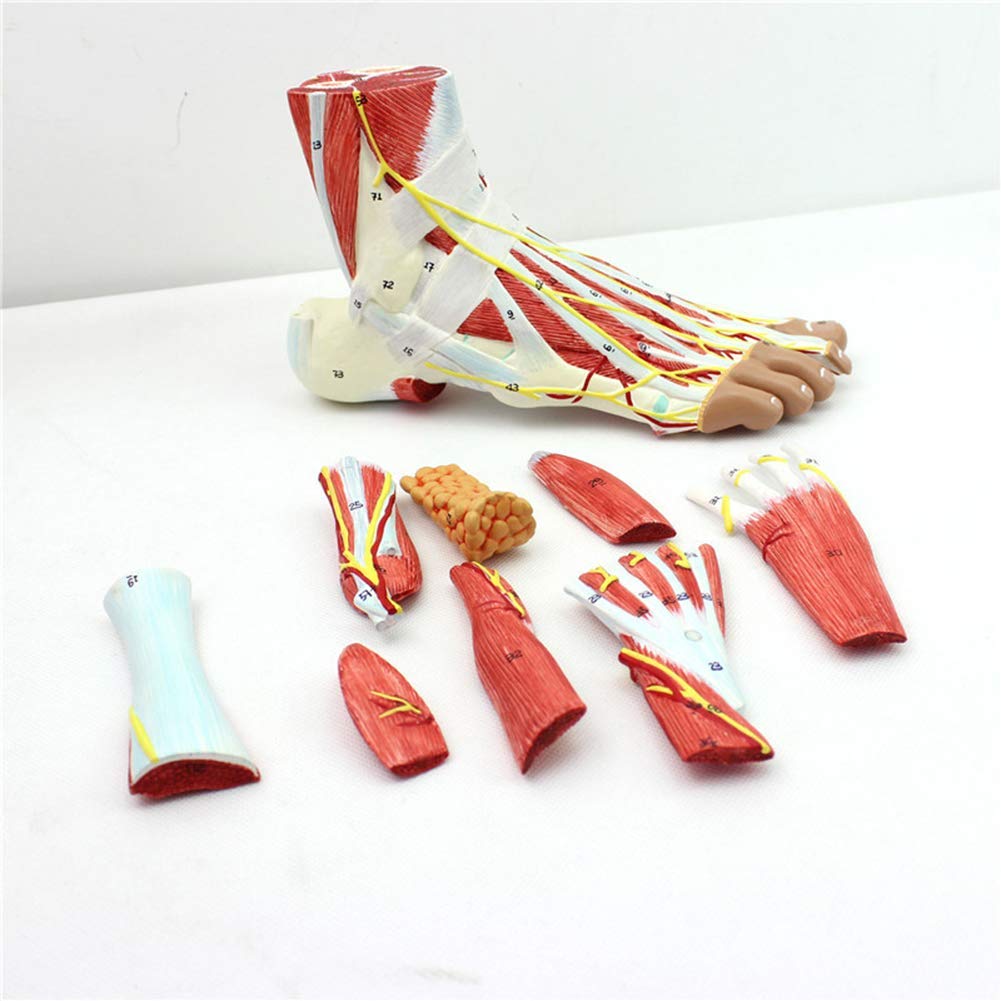 Sjdopulse Human Foot Joint Muscle Neurovascular Ligament Model-Foot Muscle Attachment Neurovascular Plantar Anatomy-Normal Ratio-Part 9