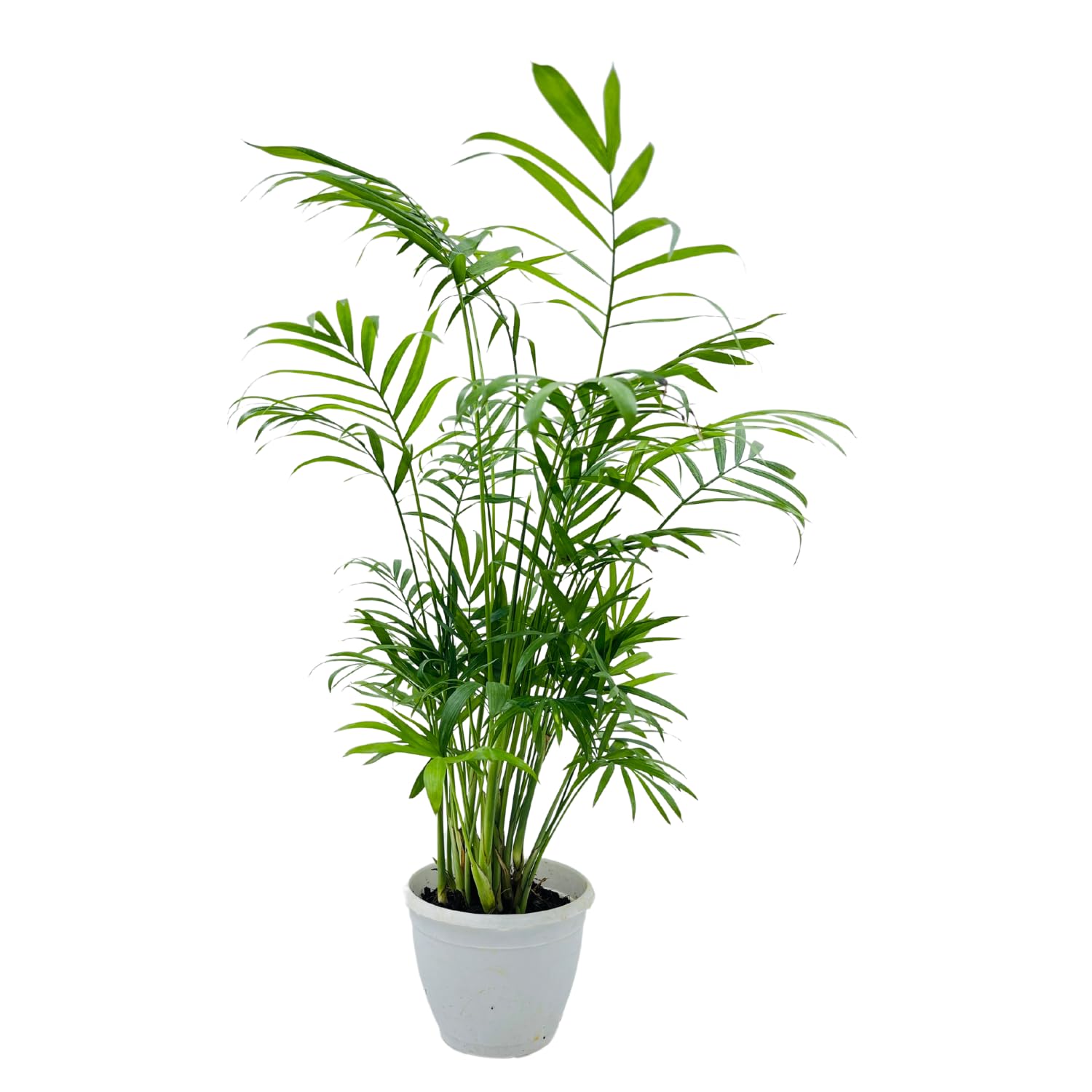 Hug A Plant | Parlour Palm | Bamboo palm | Chamaedorea Palm (Chamaedorea seifrizii) - Live Plant For Indoor (Home & Garden) (B0C7TSBQQF) Amazon Price History, Amazon Price Tracker