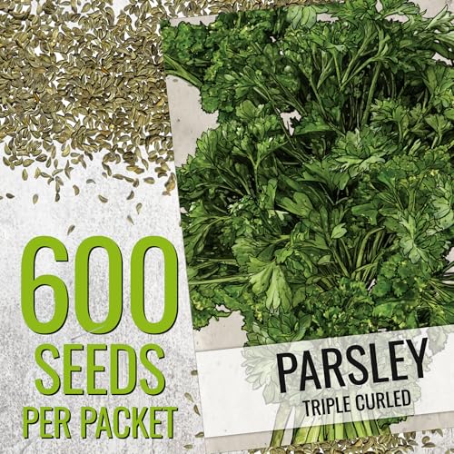 Seed Needs Parsley Seeds for Planting Triple Curled Parsley Herbs - Non-GMO Heirloom & Untreated Culinary Herb Plants for Indoor or Outdoor Gardens (1 Pack) - Image 2