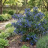 Bloomique – Ceanothus delilianus Henri Défossé – Amerikanischer Flieder...
